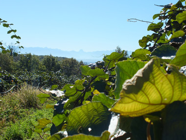 Kiwis du verger